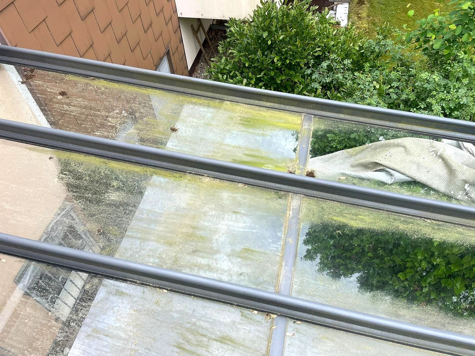 Glasdach eines Wintergartens von oben mit starkem Algen- und Moosbewuchs